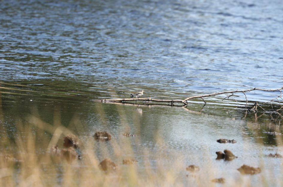 Wat is dit voor vogel??